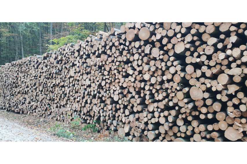 Buche Stammholz - RM (Raummeter)