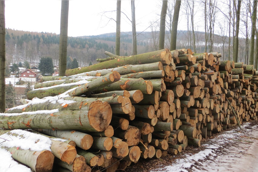 Buche Stammholz - RM (Raummeter)