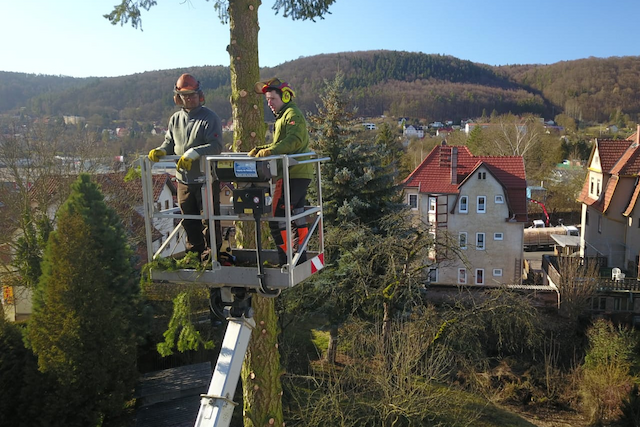 Bild von Baumpflege, Baumfällung & Baumschnitt ☀️ Schmalkal