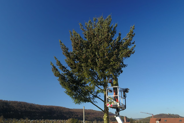 Bild von Baumpflege, Baumfällung & Baumschnitt ☀️ Meiningen